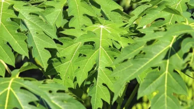 Papaya Leaf 47 Aniaka 0922 600x450 1