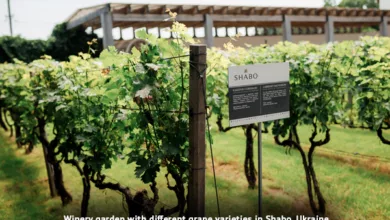 How the War in Ukraine Impacts the Wine You Drink 19 Savelle 0922 2 600x450 1