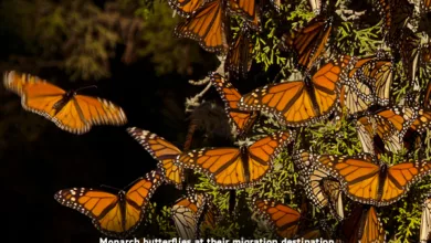 Smith 0922 600x450 1