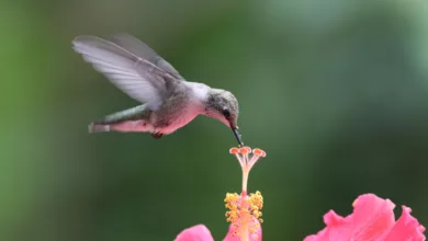 Attract Migrating Hummingbirds for Your Garden 3 Woodson 0922 600x450 1