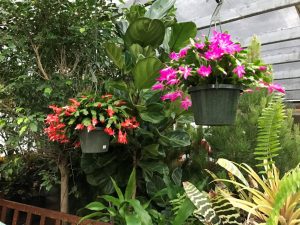 Gifts that Bloom and Brighten Your Holiday 5 Christmas Plant