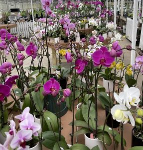 Gifts that Bloom and Brighten Your Holiday 2 Orchids 5588