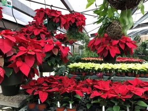 Gifts that Bloom and Brighten Your Holiday 4 Pointsetia