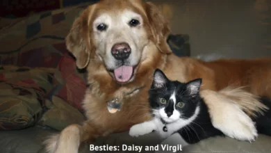 There’s a New Kid in Town: Introducing New Pets Into Your Home 27 Sutherland 1122 4 900x575 1