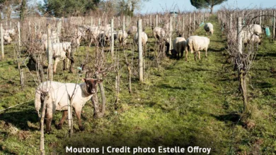 Regenerative Viticulture: A Positive Solution for Climate Change 11 Savelle 1122 2 900x575 1