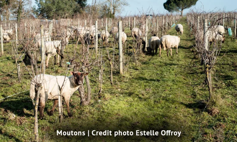 Regenerative Viticulture: A Positive Solution for Climate Change 1 Savelle 1122 2 900x575 1