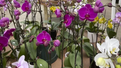 Woodson 1122 2 900x575 1