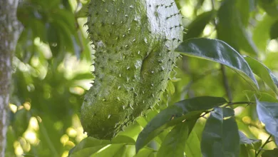 Stressed Out? Organic Superfood Can Help! 11 Aniaka 0123 900x575 1