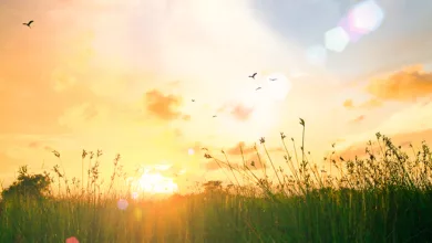 Transitioning from a Conventional to an Intentional Lifestyle 9 Mintz 0123 900x575 1