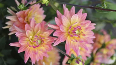 Myers 0123 900x575 1