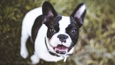 What’s My Dog Trying to Tell Me? 26 Sutherland 0123 900x575 1