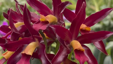 The Wonderful World of Orchids 1 Woodson 0123 2 900x575 1