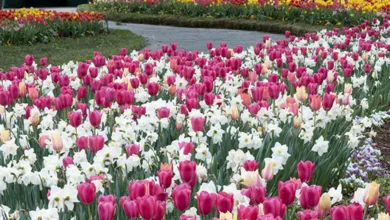 Three Volunteers Shine for Dallas Blooms 2023 1 Coulter 0223 900x575 1