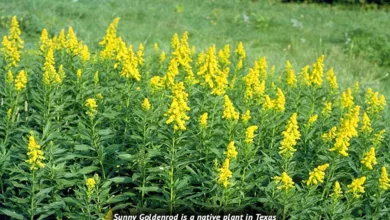 It’s All About the Roots! 5 Albracht 0323 900x575 1