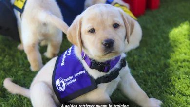 Service Dogs Lead the Way to Hope 24 Amstutz 0323 2 900x575 1