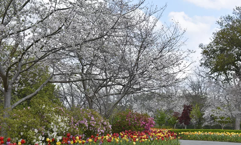 Japanese Cherry Blossom Trees are In Bloom at the Dallas Arboretum