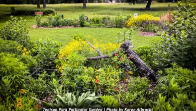 Pollinator Gardens—Where Native Plants, Butterflies, and Bees Thrive 1 Barker CS 0323 900x575 1