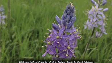 NTMWD 0323 900x575 1