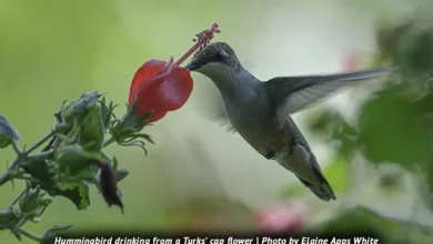 Sex in the Garden — A Pollinator's Dream 2 Smith 0323 900x575 1