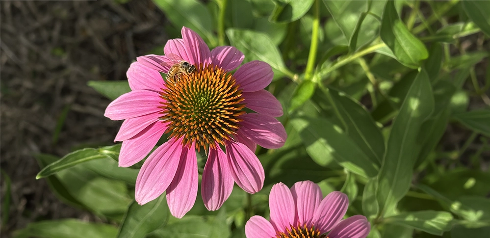 A honeybee collecting pollen from the center of a pink coneflower, showing pollination in action. 