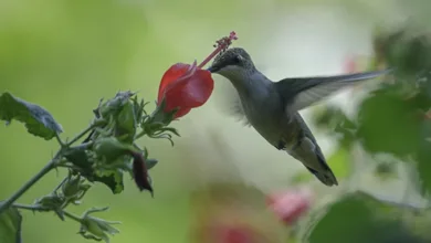 A hummingbird drinking nectar from a red Turk's cap flower with its head touching the pollen, demonstrating natural pollination in a garden.