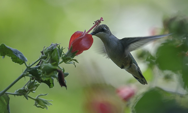 A hummingbird drinking nectar from a red Turk's cap flower with its head touching the pollen, demonstrating natural pollination in a garden.