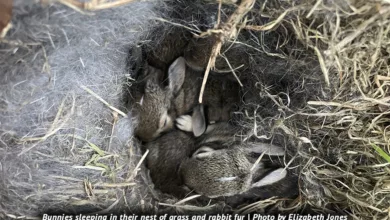 It’s Spring – Baby Bunnies in the Backyard 14 Pace 0423 900x575 1