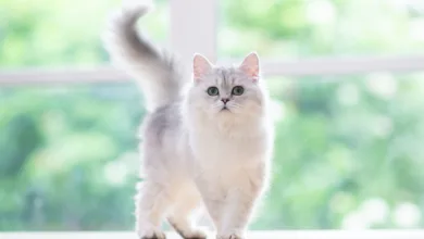 Understanding Your Cat's Behavior 20 Understanding Cat Behaviors