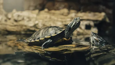 Life Lessons from a Turtle 15 Koenke 0523 900x575 1