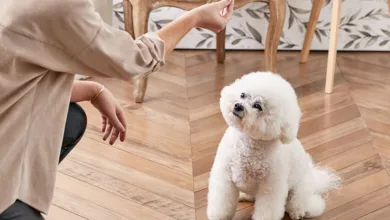 Can My Dog Learn to Greet Visitors Politely? 21 Sutherland 0523 900x575 1