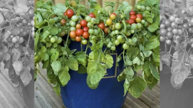 Grow Your Veggies — or Citrus Trees — in Containers 1 Woodson 0523 900x575 1