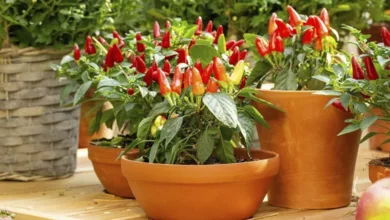 Grow Vegetables and Citrus Trees in Containers 31 Fresh red peppers growing in large containers on a sunny patio
