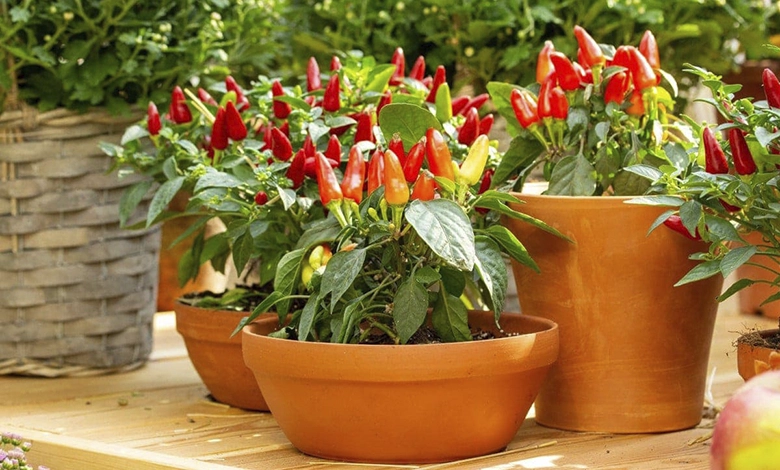 Fresh red peppers growing in large containers on a sunny patio