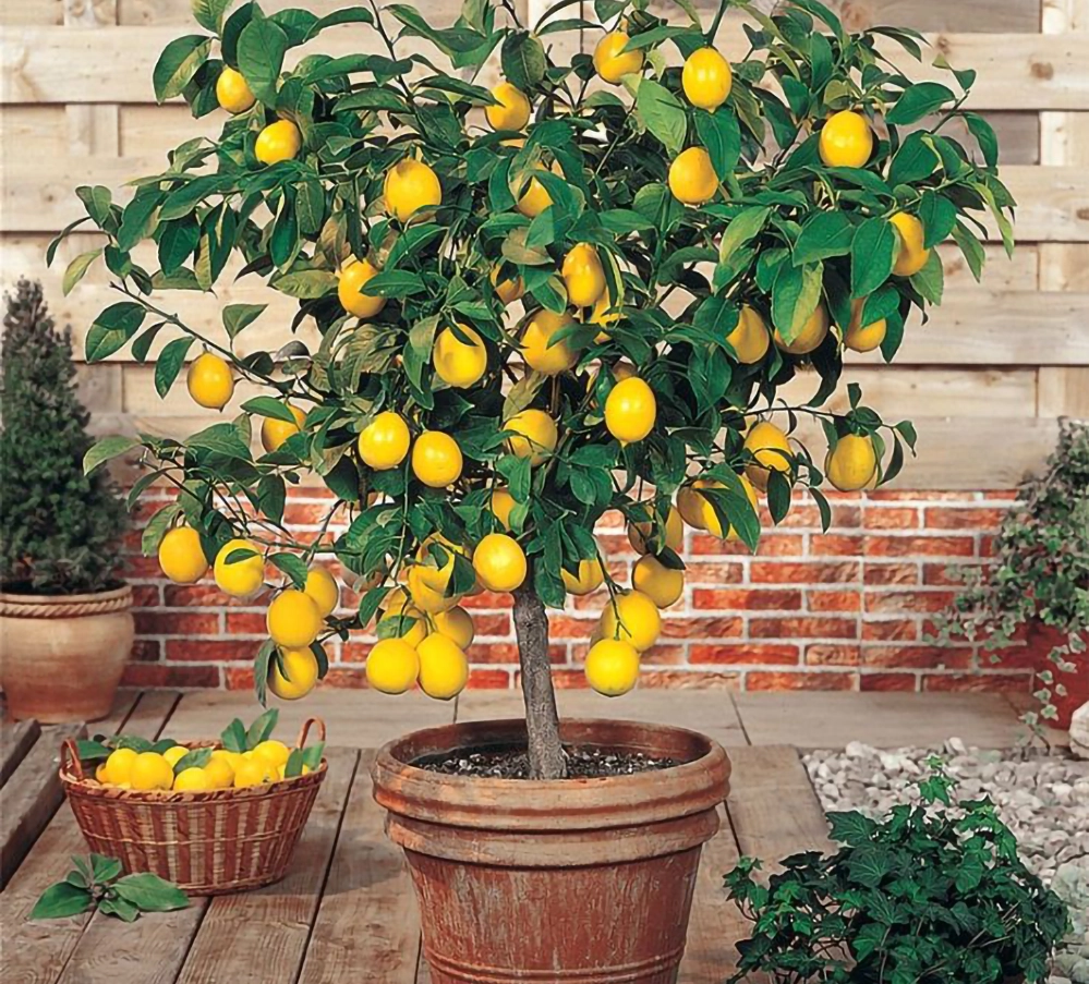 Two dwarf lemon trees heavy with ripe fruit growing in terra cotta pots on a sunny patio