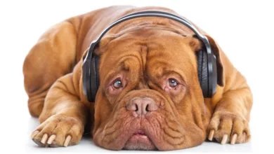 Preparing Your Pet for the Fourth of July Fireworks 19 Sutherland 0623 900x575 1