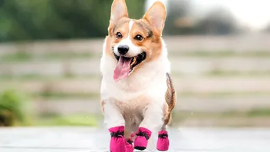 How to Protect Dogs’ Paws on Hot Pavement 18 A Corgi wearing protective booties walks on a paved path during summer, highlighting proactive paw safety.