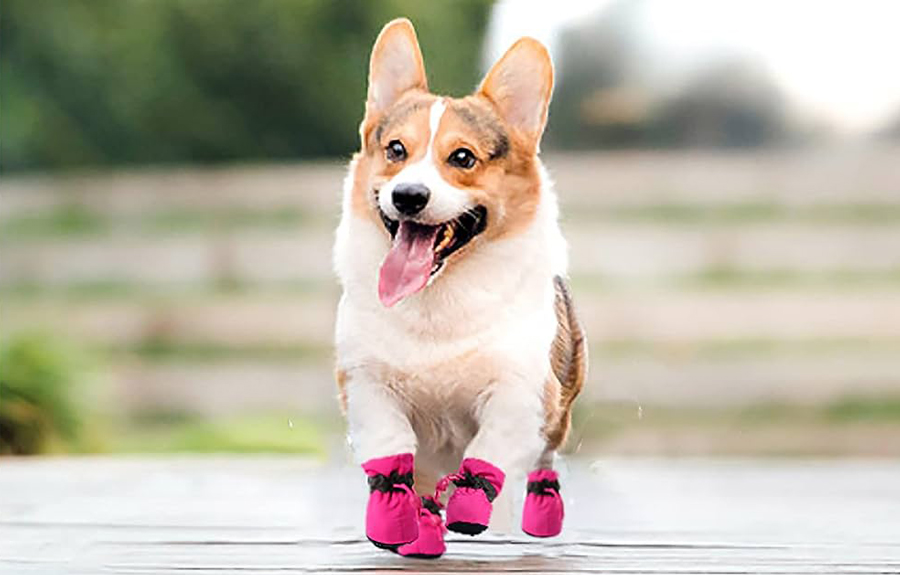 How to Protect Dogs’ Paws on Hot Pavement