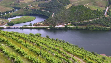 Portuguese Wine Regions 2 Wine vineyards on hills along the Douro River Valley, Portugal