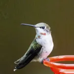 Fun Facts About Our Hummingbirds