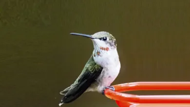 A ruby-throated hummingbird perched on a red nectar feeder