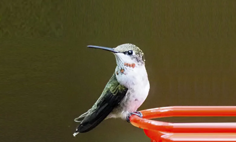 A ruby-throated hummingbird perched on a red nectar feeder