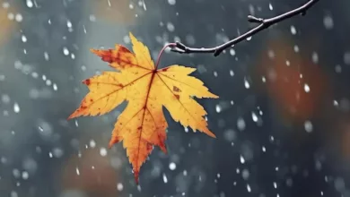 Fall, Record-Keeping, and Social Security 14 Freitag 1123 780x470 1