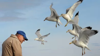 Elliott Rickenbacker 1123 780x470 1