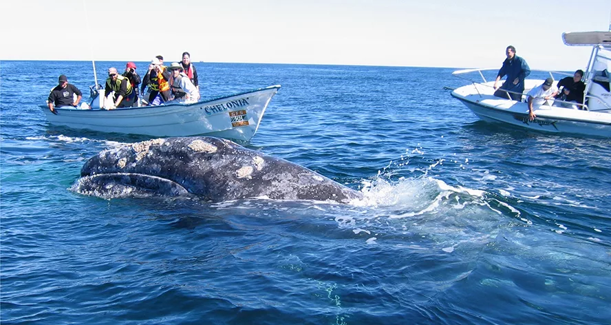 Loreto 7 Grey Whale in Magdalena Bay Pacific Coastr of Baja W jpg