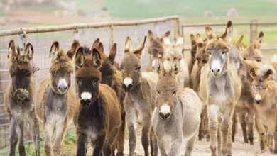 Peaceful Valley Donkey Rescue 1 Meyers 0124 780x470 1
