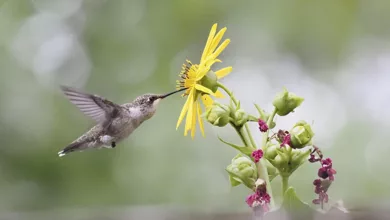 Plants for a Hummingbird Garden 1 Hummingbird Drinking from a Flower