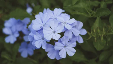 How to Plan a Spring Garden 5 Plumbago Plant in a Garden