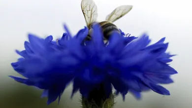 CS Leeson 0324 780x470 1