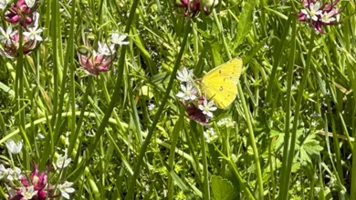 Cloudless Sulphur butterfly drinking nectar from white wildflowers surrounded by pink gaura in a spring flower garden