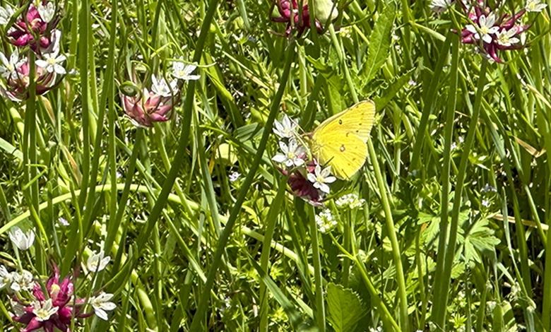 Cloudless Sulphur butterfly drinking nectar from white wildflowers surrounded by pink gaura in a spring flower garden